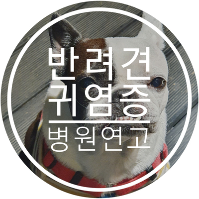  [부평/동물병원] 아프리카 동물병원, 강아지 귀염증, 알러지성 귓병, 동물병원 연고, 실마진.
