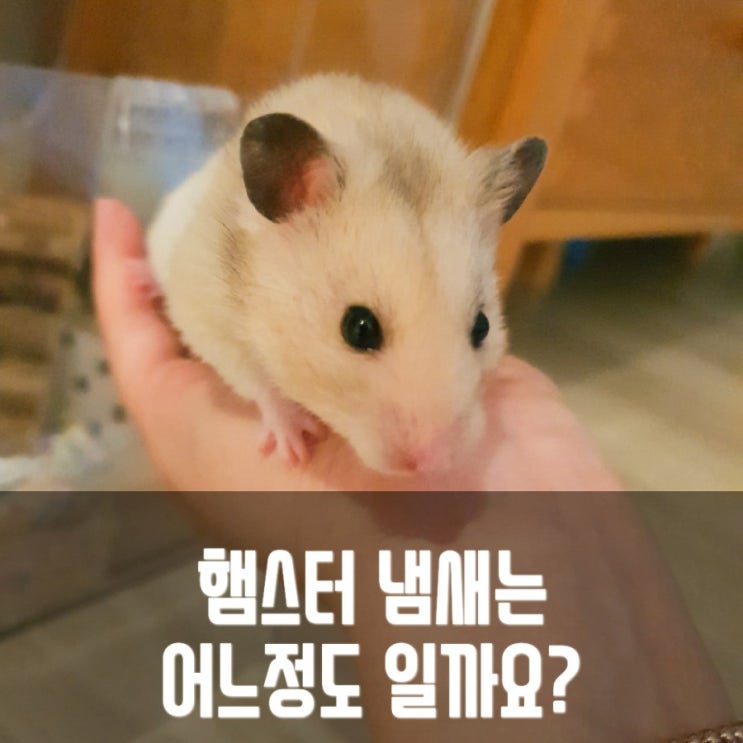  [햄스터 키우기] 골든 햄스터 냄새는 어느정도 일까요? 햄스터 케이지 청소!