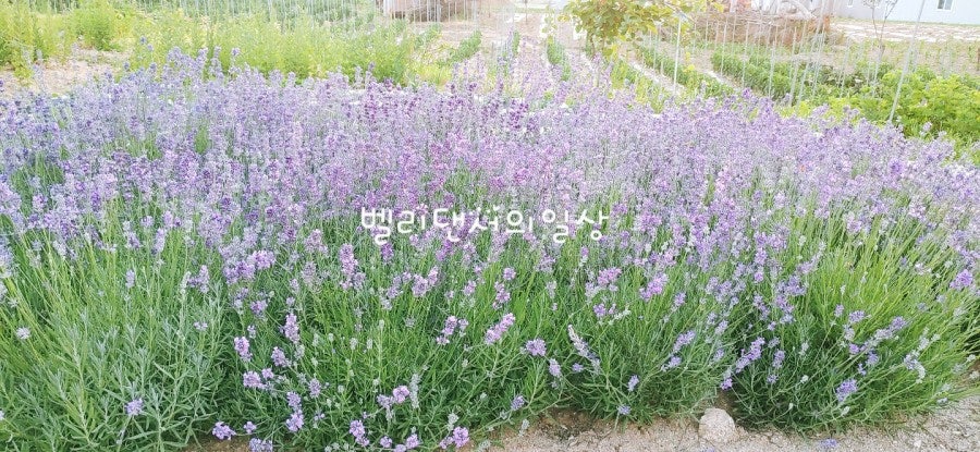 Topeureso Gangneungnaegokjeom photo 3