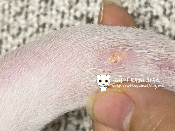 고양이 꼬리에 생긴 피지낭종 이야기