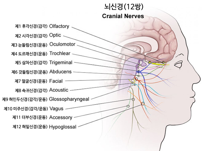  FCST전문가과정을 마치며 (3) FCST의 병리와 치료법