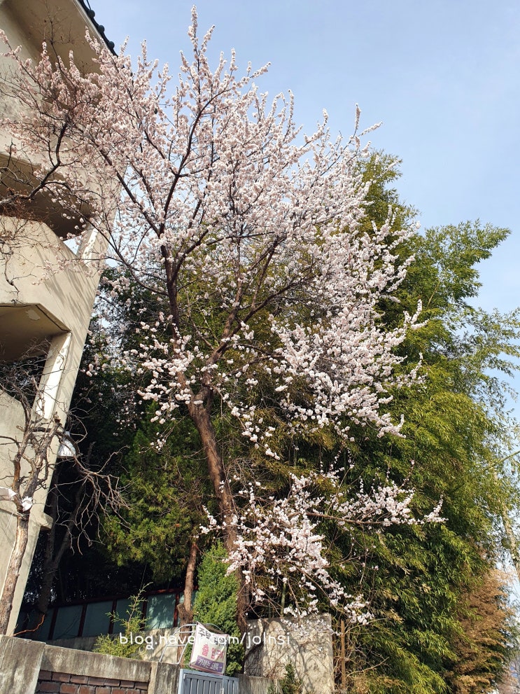  대전에서 첫 벚꽃(소제동 카페 풍뉴가, 관평동 산밑할머니 묵사발, 초코튀소)