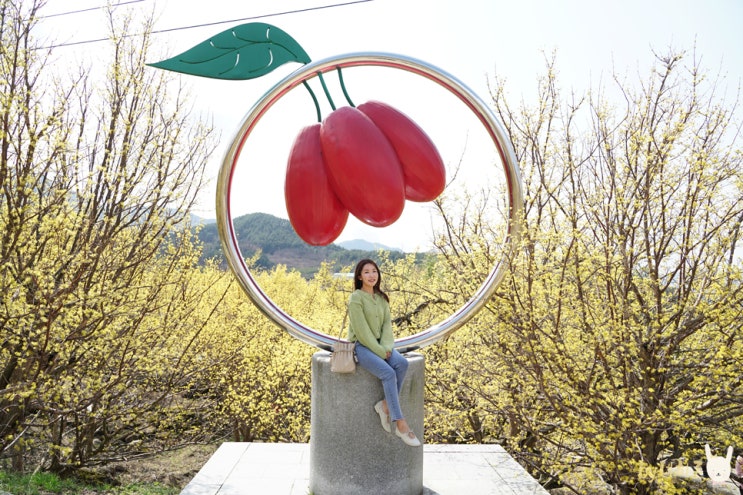 구례 산수유꽃축제 산수유마을 노란색 물결