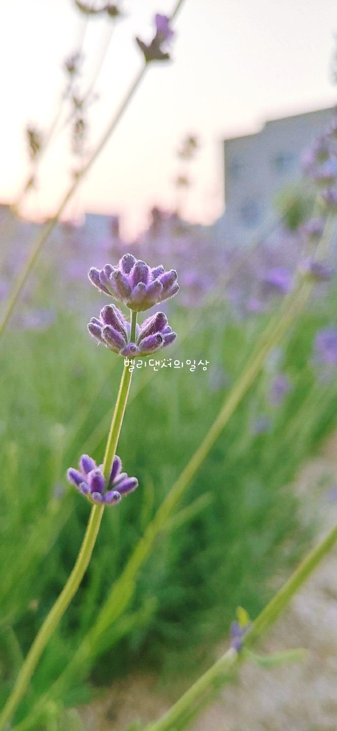 Topeureso Gangneungnaegokjeom photo 4