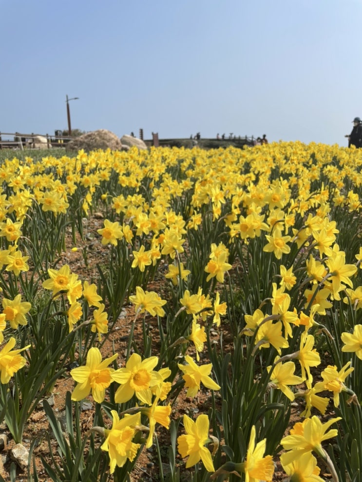  오륙도 해맞이공원/ 오륙도 스카이워크ㅣ오륙도 수선화 보러 다녀옴.