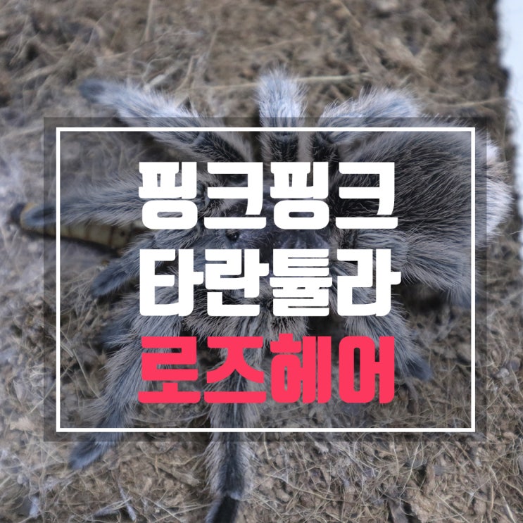  핑크 타란튤라 로즈헤어 사육법