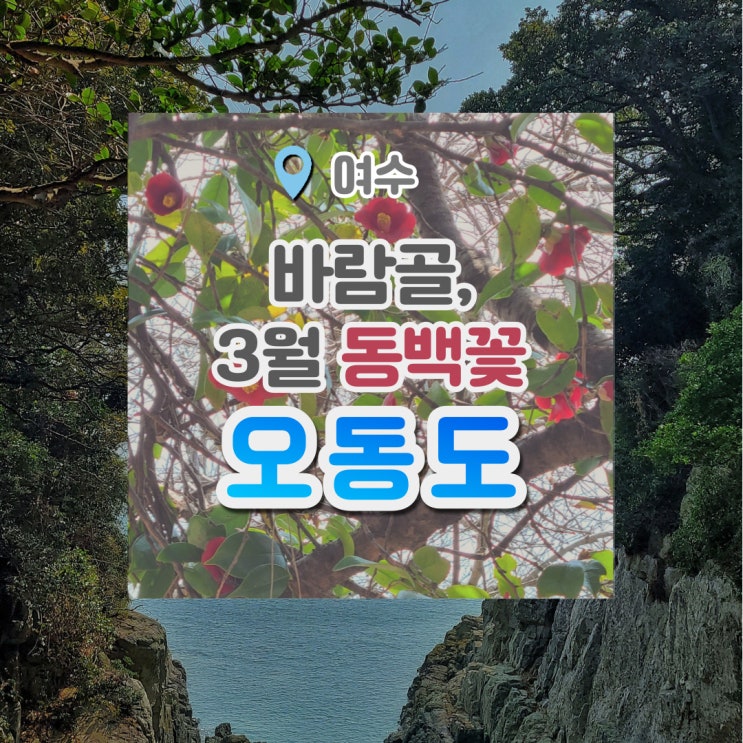  여수 오동도 : 동백꽃 예쁘게 핀 바람골에서 인생사진 남기기