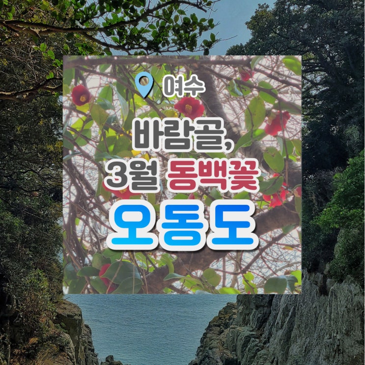 여수 오동도 : 동백꽃 예쁘게 핀 바람골에서 인생사진 남기기