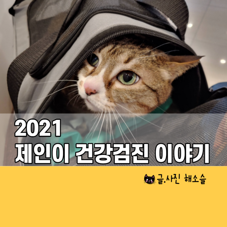  2021년 고양이 제인이 생애 첫 건강검진 이야기