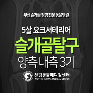  [슬개골 탈구 수술 증례] 5살 / 요크셔테리어 / 양측 내측 3기 (부산 외과전문 동물병원, 센텀동물메디컬센터, patellar luxation)