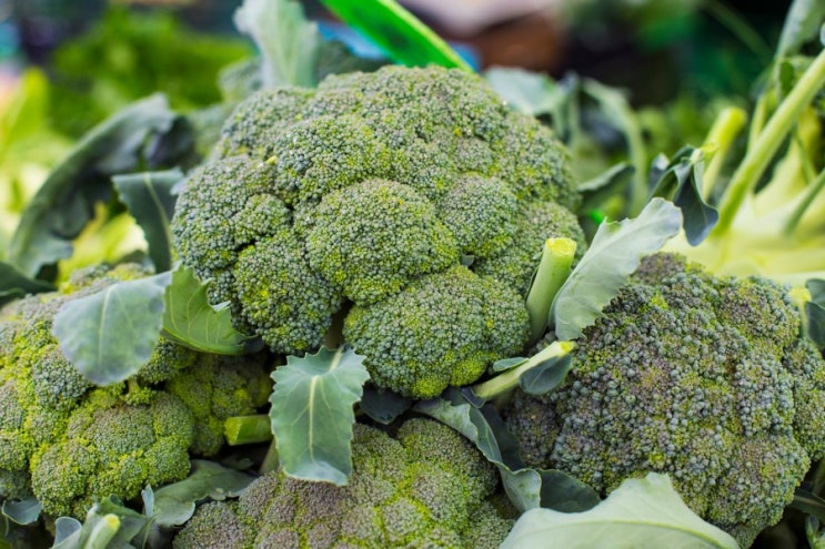  집에서 채소 키우기 브로콜리 broccoli 씨앗부터 키우기