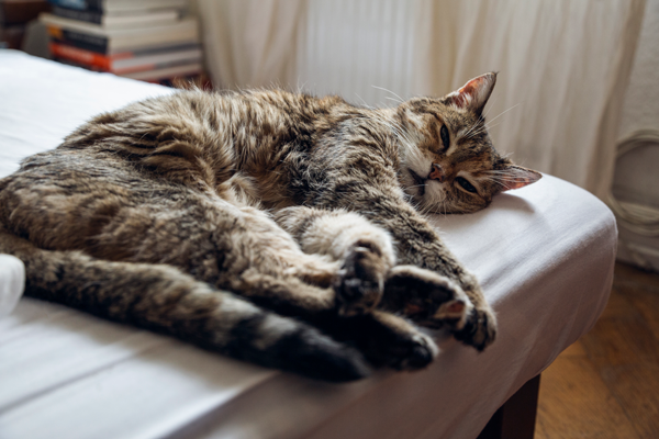 고양이가 잠만 자요 괜찮을까? 고양이 수면시간 : 네이버 블로그