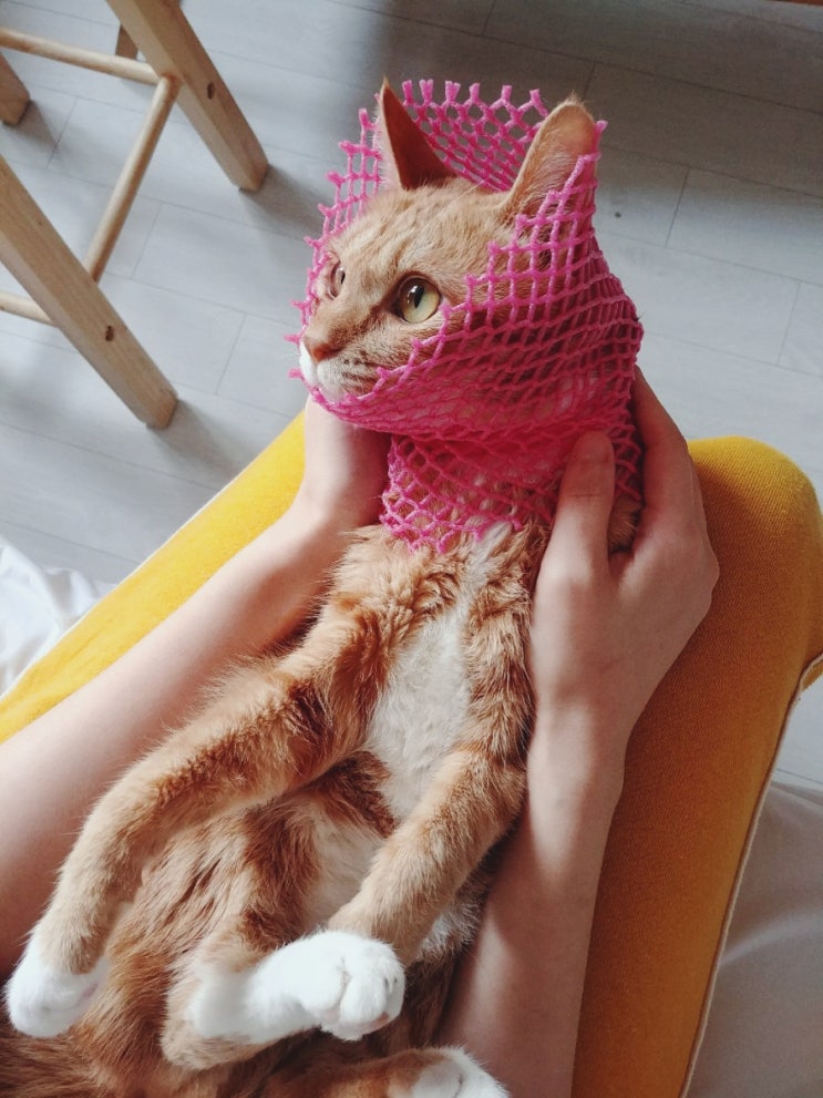 기분이 좋지 않을 땐 초코렛 직빵, 또 고양이 사공 기분이 좋지 않을 땐 초코렛 직빵, 또 고양이 사공