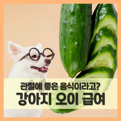  강아지 먹어도 되는 야채 오이, 관절에 좋은 음식이죠.