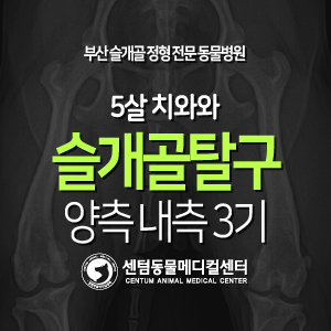  [슬개골 탈구 수술 증례] 5살 / 치와와 / 양측 내측 3기 (부산 정형수술 잘하는 동물병원, 센텀동물메디컬센터)
