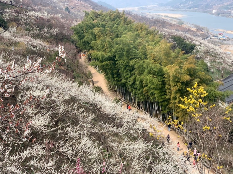  올해도 너무 이뻤던 광양 매화마을!