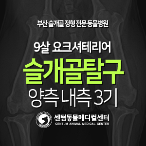  [슬개골 탈구 수술 증례] 9살 / 요크셔테리어 / 양측 내측 3기 (진단에서 교정까지, 박사수술 동물병원, 부산 센텀동물메디컬센터)