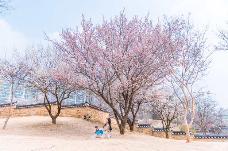  대전 데이트 코스 동춘당 공원으로 떠나는 봄 여행
