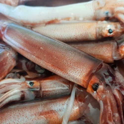 선호도 좋은 동해안 생물 통찜 총알오징어, 총알오징어1kg 좋아요 선호도 좋은 동해안 생물 통찜 총알오징어, 총알오징어1kg 좋아요