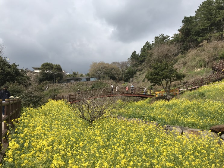  [서귀포여행] 노랗게 물든, 유채꽃 만발한 봄제주 - 서귀포 중문관광단지 엉덩물계곡