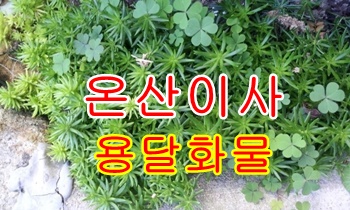온산용달 진하 월내. 온산용달 진하 월내.