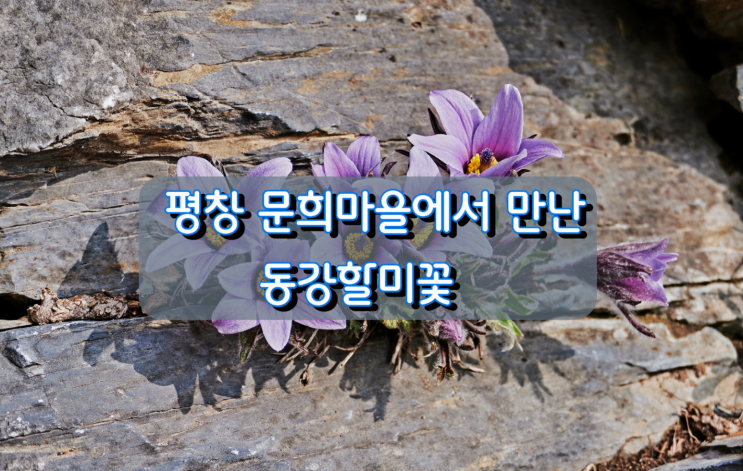 평창 문희마을에서 만난 동강할미꽃 평창 문희마을에서 만난 동강할미꽃