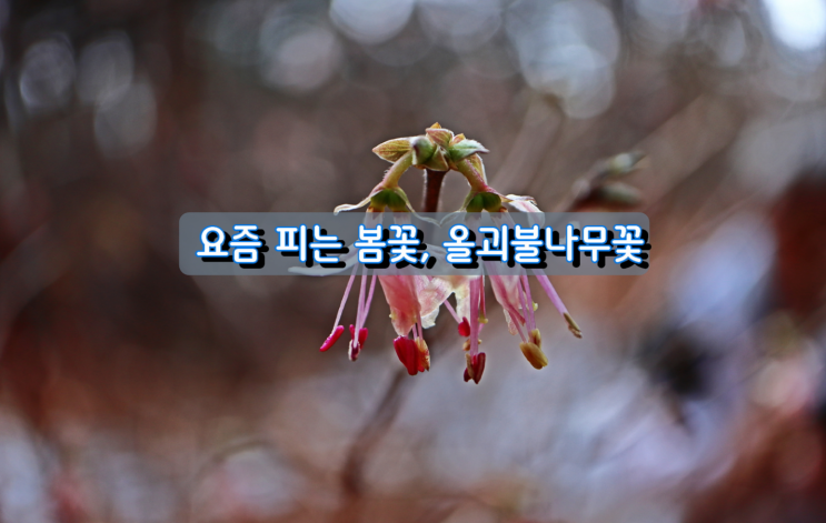 요즘 피는봄꽃, 올괴불나무꽃 요즘 피는봄꽃, 올괴불나무꽃
