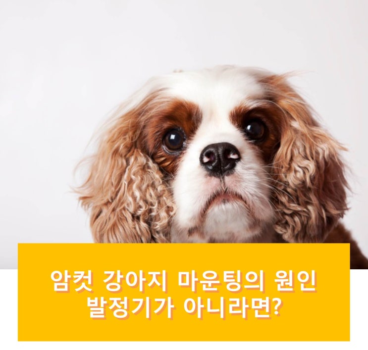  암컷 강아지의 마운팅 원인, 발정기가 아니라면?