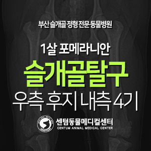  [슬개골 탈구 수술 증례] 1살 / 포메라니안 / 우측 후지 내측 4기 (부산 남구 연제구 강아지 슬개골 전문 동물병원, 센텀동물메디컬센터, Grade 4)