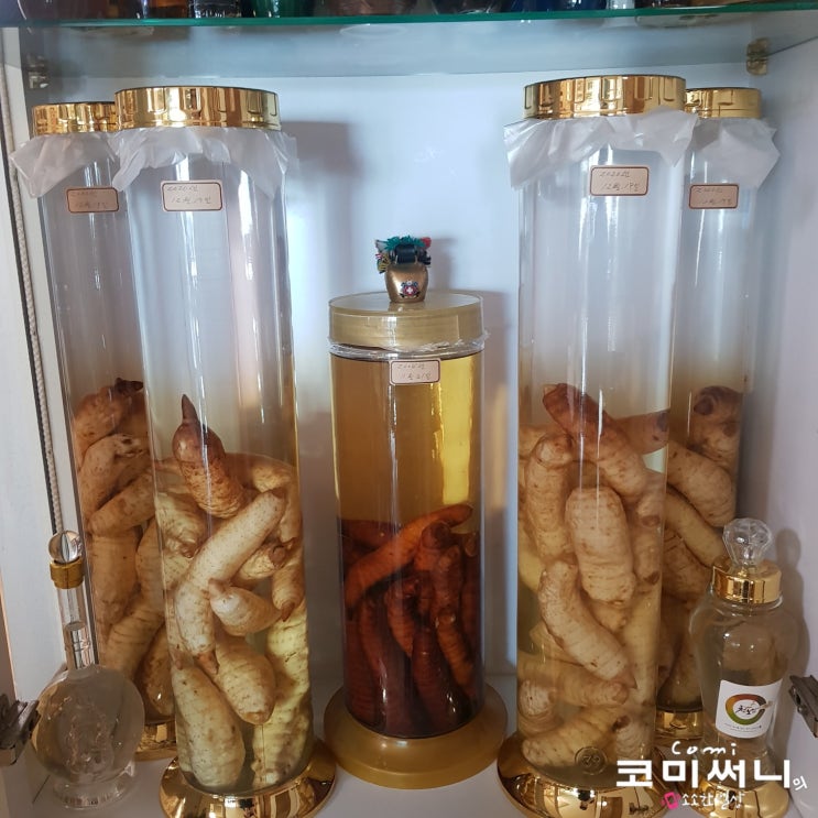 [생천마 담금주 만들기] 천마의 효능과 천마주 직접 만드는 방법 생 천마 구입 시기