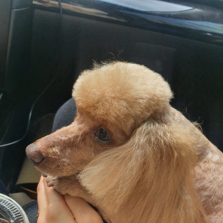  부천 애견 미용 개편한세상에서 푸들 미용 후기 너무 추천드려요!