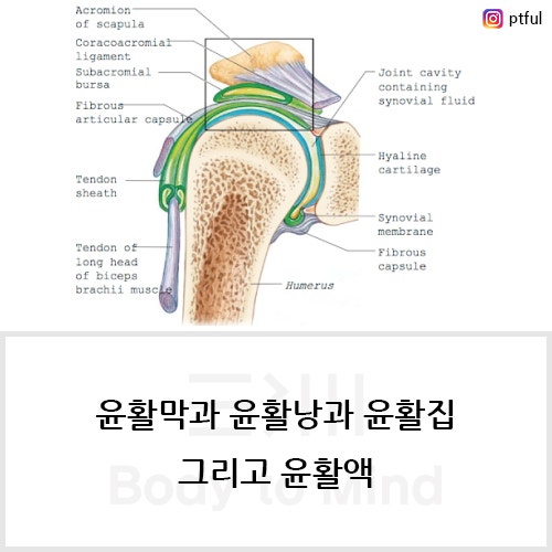 윤활막과 윤활낭과 윤활집, 그리고 윤활액