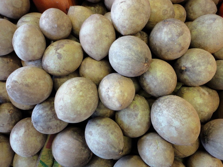  라오스 동남아 과일 채소 단감 맛이 나는 사포딜라 sapodilla 껌 원료 치클 효능 먹는방법 부작용