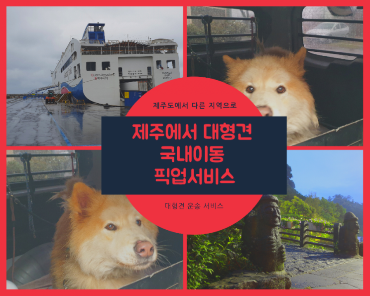  강아지입국 반려견출국 동물검역 단두종 맹견 제주도 대형견 운송 애완동물 제주운송