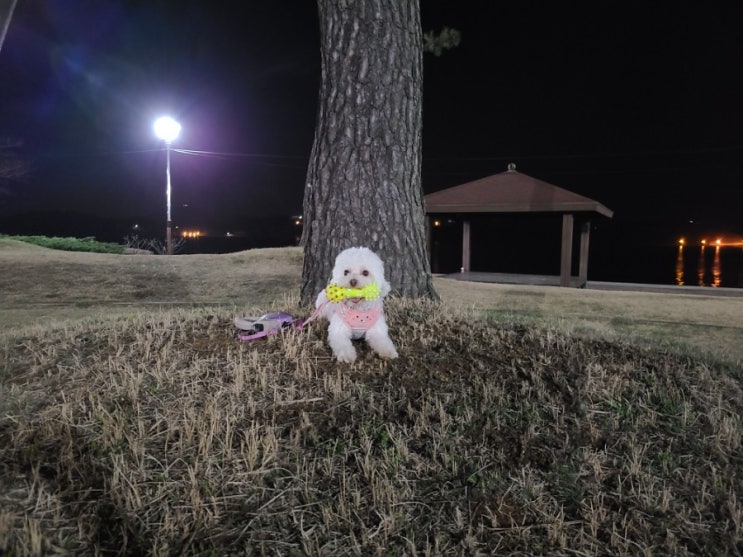 사천 강아지 산책하기 좋은 공원 미관광장