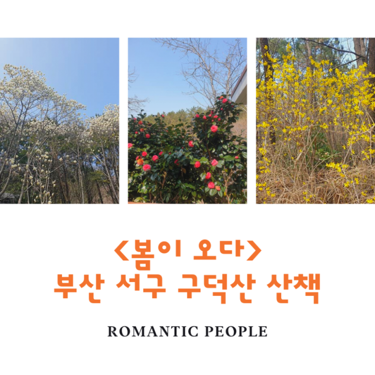 부산 서구 구덕산<봄이 오다> 부산 서구 구덕산<봄이 오다>