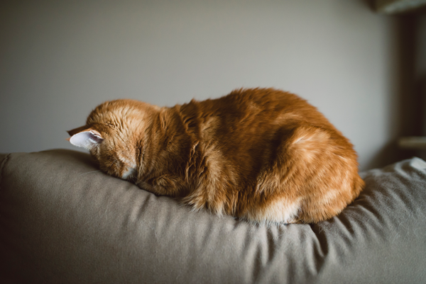 고양이가 잠만 자요 괜찮을까? 고양이 수면시간 : 네이버 블로그