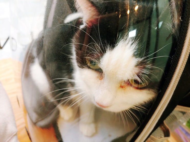 고양이 눈물(눈꼽) 콧물 재채기 그리고 기침까지? 고양이 감기와 증상에 대해서 고양이 눈물(눈꼽) 콧물 재채기 그리고 기침까지? 고양이 감기와 증상에 대해서