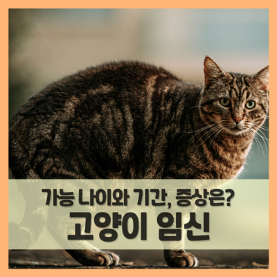  고양이 임신기간과 초기 증상은? (f. 가능 나이)