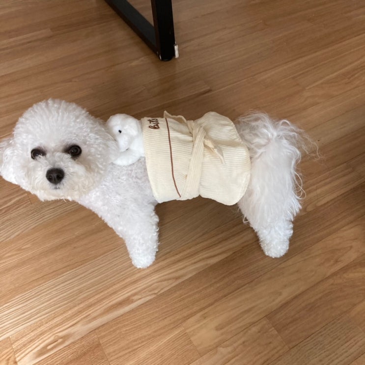 강아지 댕댕이 노즈워크 :: 바잇미 내동생 어부바