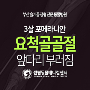  [치료 증례] 3살 / 포메라니안 / 요척골 골절 / 앞다리 부러짐 (부산 수영구 연제구 플레이트 수술 전문 동물병원, 센텀동물메디컬센터)