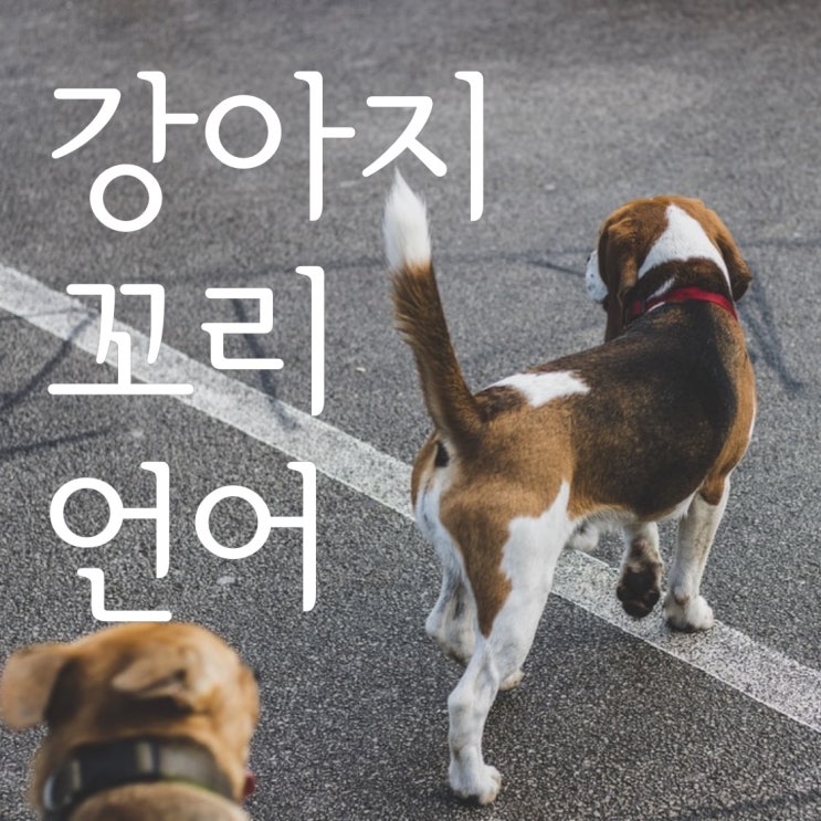  강아지가 꼬리를 흔드는 이유, 꼬리로 감정 표현하는 강아지 심리