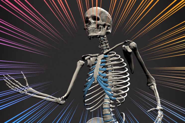  안녕, 스컬리 !!! Skelly Anatomy 3D Model