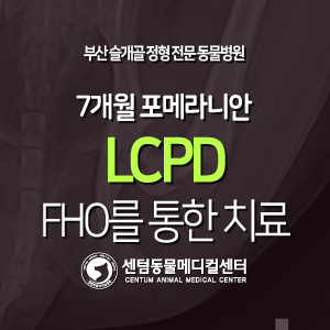  [치료 증례] 7개월령 / 포메라니안 / 대퇴골두무혈성괴사(LCPD) / 대퇴골두절단술(FHO)을 통한 치료 (부산 정형전문 동물병원 센텀동물메디컬센터)