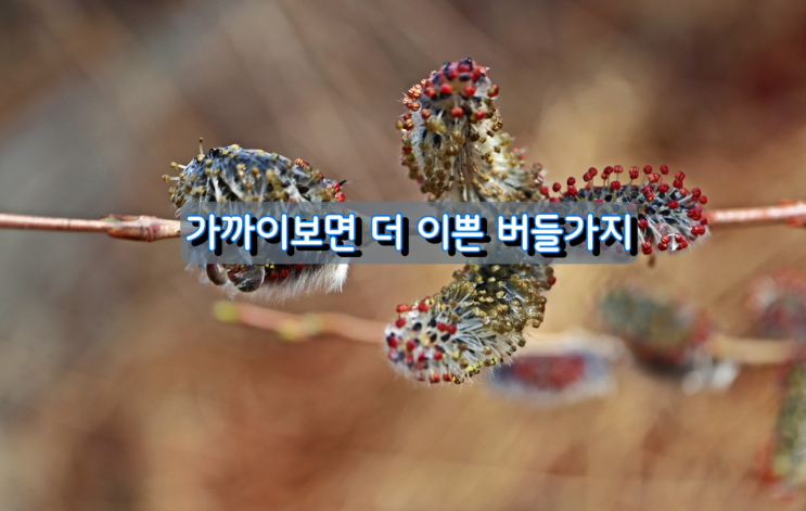 가까이 보면 더 이쁜 버들가지 가까이 보면 더 이쁜 버들가지
