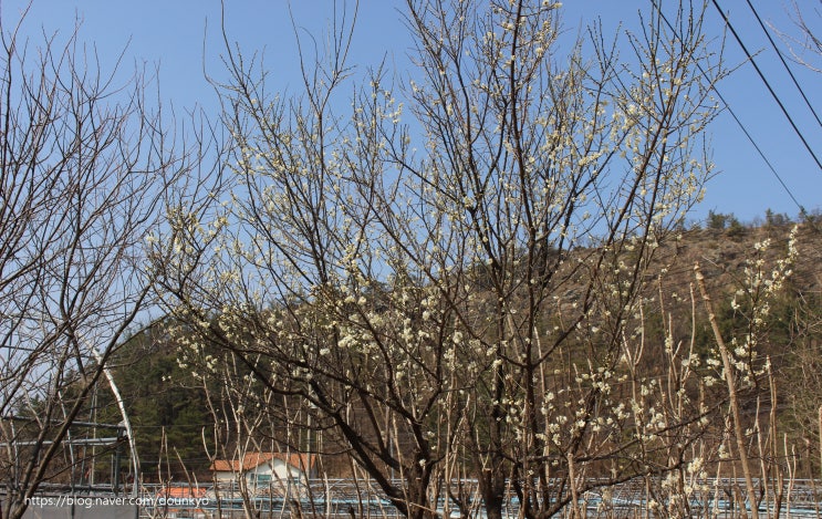  매화꽃이 만개했다 / 시금치 수확
