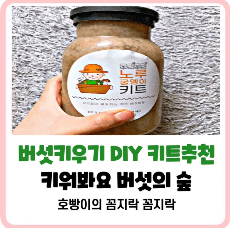  [집에서 버섯 키우기 추천] 노루궁뎅이효능과 무럭무럭버섯키트 리얼후기