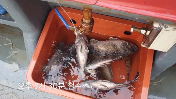 신진도 블레스호 우럭, 광어 탐사 조행기