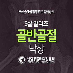  [치료 증례] 5살 / 말티즈 / 골반골절 / 낙상 (부산 수영구 해운대구 수술 전문 동물병원, 24시간 입원 모니터링, 센텀동물메디컬센터)