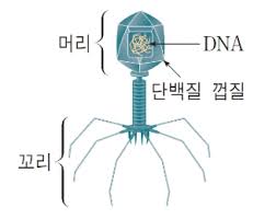 1-2. 바이러스는 생물일까?